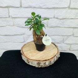 Ficus Microcarpa ginseng bonsai