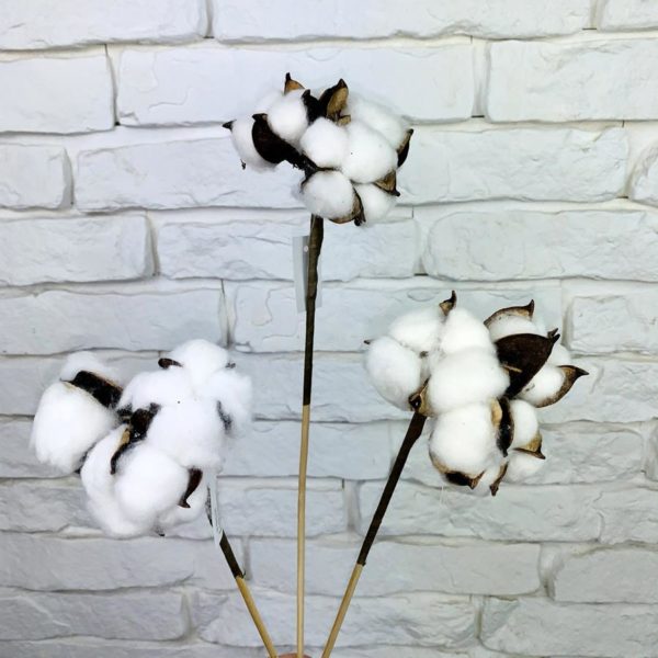 Bawełna Cotton Gossypium