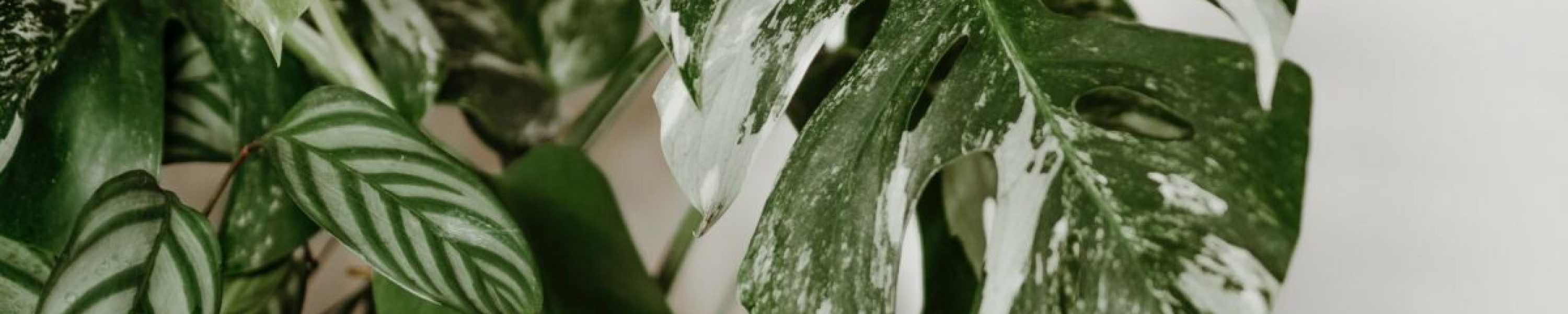 monstera variegata